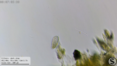 Dexiotricha colpidiopsis