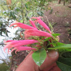 Siphocampylus lasiandrus