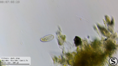 Dexiotricha colpidiopsis