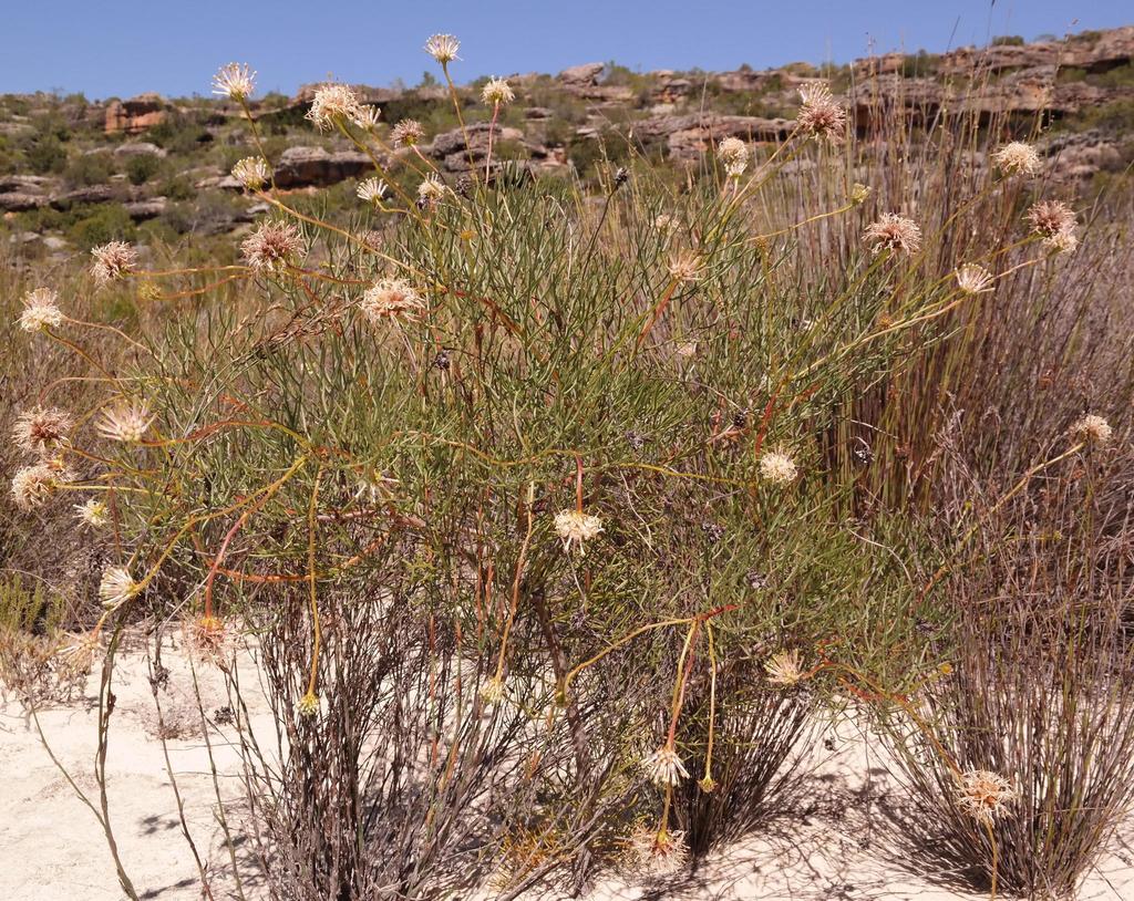 Matsikamma Spiderhead