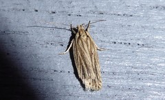 Agonopterix umbellana