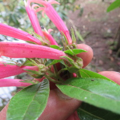 Siphocampylus lasiandrus