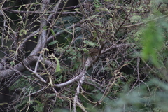 Campylorhynchus gularis