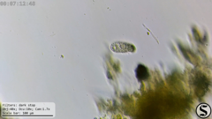 Dexiotricha colpidiopsis