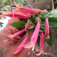 Siphocampylus lasiandrus