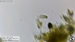 Dexiotricha colpidiopsis