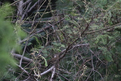 Campylorhynchus gularis