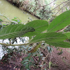 Siphocampylus lasiandrus