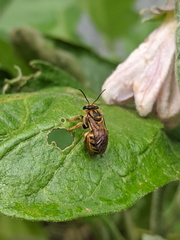 Mellitidia tomentifera