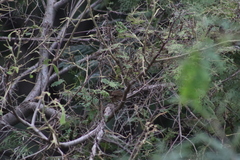 Campylorhynchus gularis