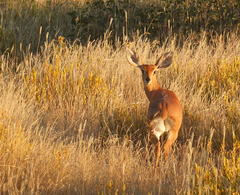 Raphicerus campestris steinhardti