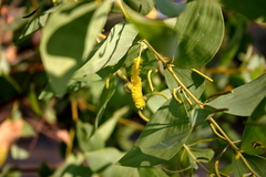Acacia difficilis