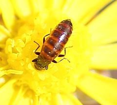 Crassothonna capensis