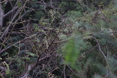 Campylorhynchus gularis