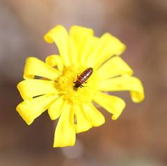 Crassothonna capensis