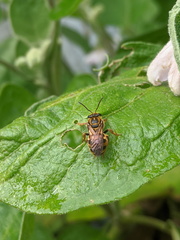 Mellitidia tomentifera