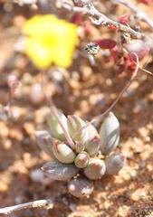 Crassothonna capensis