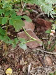 Indigofera jamaicensis