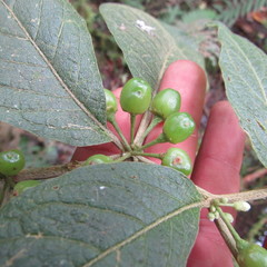 Lycianthes radiata