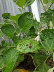 Mellitidia tomentifera