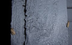 Agonopterix umbellana