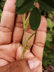 Indigofera jamaicensis