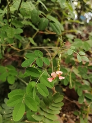 Indigofera jamaicensis