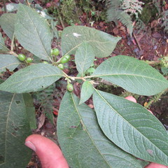 Lycianthes radiata