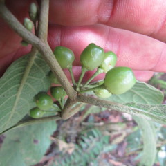 Lycianthes radiata