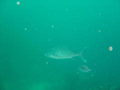 Chirodactylus grandis