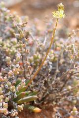 Bulbine succulenta