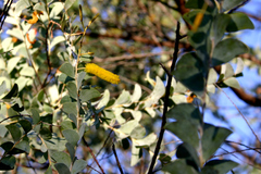 Acacia mountfordiae