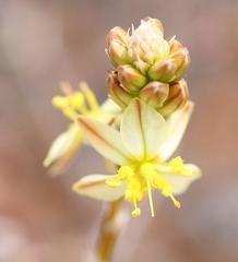Bulbine succulenta