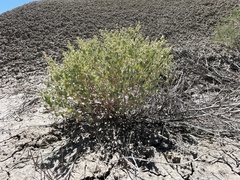 Atriplex saccaria