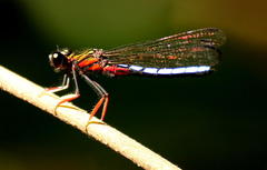 Platycypha caligata caligata