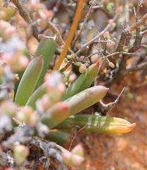Bulbine succulenta