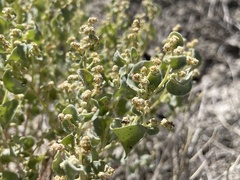 Atriplex saccaria