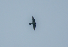 Stelgidopteryx serripennis