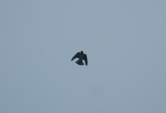 Stelgidopteryx serripennis