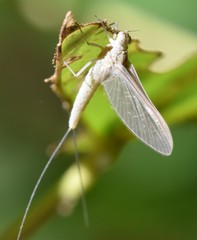 Callibaetis skokianus