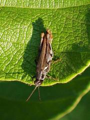 Catantopinae
