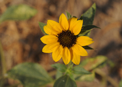 Helianthus bolanderi