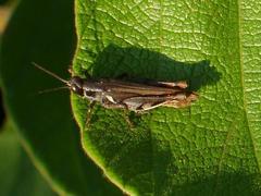 Catantopinae