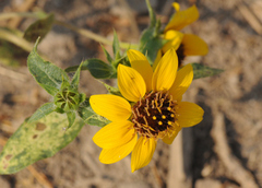Helianthus bolanderi