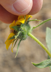 Helianthus bolanderi