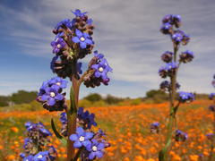 Anchusa capensis