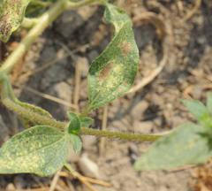 Helianthus bolanderi