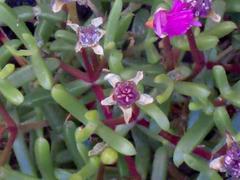 Lampranthus diutinus