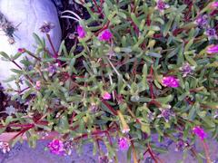 Lampranthus diutinus