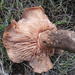 Tricholoma ustale - Photo (c) gabymeyer, some rights reserved (CC BY-NC), uploaded by gabymeyer